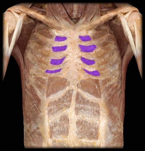 Anterior Muscles Muscles Of The Thorax And Abdomen Flashcards Quizlet