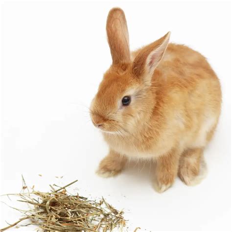 Rabbit Language 27 Ways Bunnies Communicate Rabbit Informer