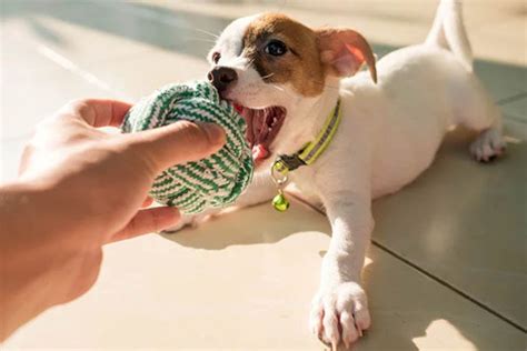 3 Juegos Para Entretener A Tu Perro En Casa Dog Dog