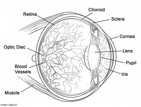 Human Eye Coloring Page