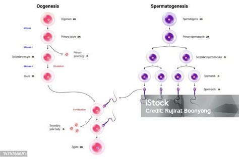 Oogenèse Et Spermatogenèse Étapes De La Gamétogenèse Système