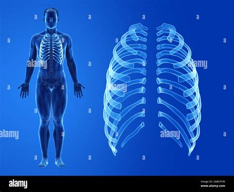 3d Rendered Medically Accurate Illustration Of The Human Ribs Stock