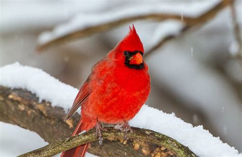 Christmas Bird Count Inwood Wv Potomac Valley Audubon Society