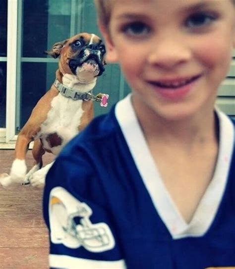 34 Funniest Dog Photobombs On The Planet