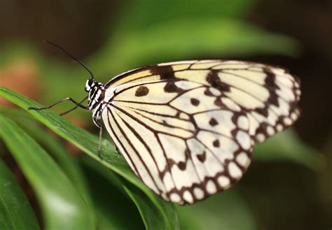 White And Black Butterfly On Green Linear Leaf Idea Leuconoe Hd