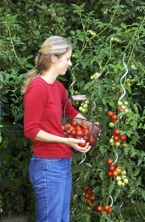 Im freiland sind die ersten tomaten ende juli erntereif, im gewächshaus einen monat früher. 10 Tipps für den Anbau von Tomaten - Mein schöner Garten