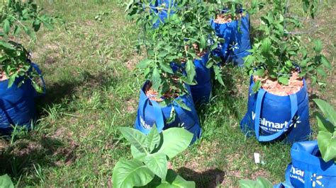 Growing in a one gallon fabric pot. Garden,Rain Gutter Grow System, Tobacco Field,.Strawberry ...