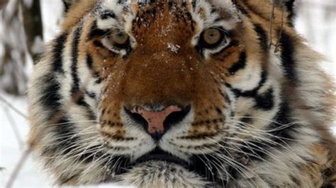 Rare Amur Tiger Cubs Born At Woburn Safari Park Bbc News