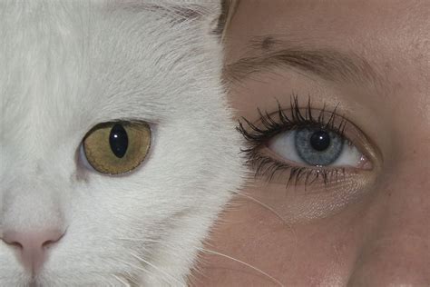Ojos Cat Cara Foto Gratis En Pixabay