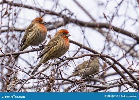House Finches Haemorhous Mexicanus On A Birch Tree Branch California