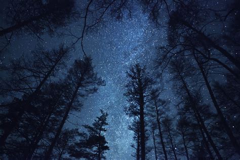 Starry Forest Wallpapers Top Free Starry Forest Backgrounds