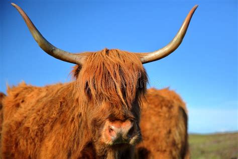 A Highland Cow Near Elgol Isle Of Skye Highlands Scotland Uk Stock