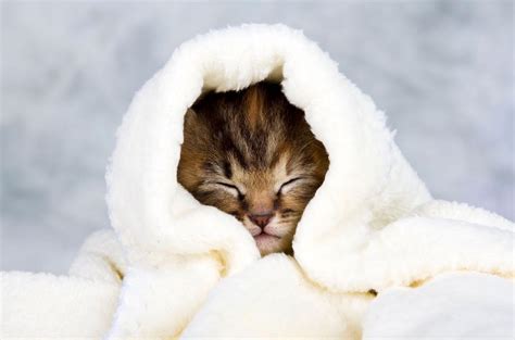 Cat Flu Home Care 10 Ways To Support A Cats Recovery