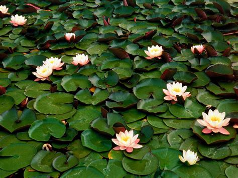 Free Download Water Lilies Free Wallpapers 1600x1200 For Your Desktop