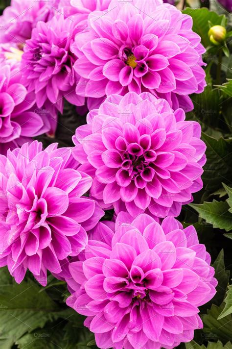 Purple Dahlia Flowers In Bloom High Quality Nature Stock Photos