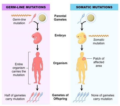 Somatic和germline突变有什么区别，问什么在研究癌症的过程中要区分这两种突变？ 知乎