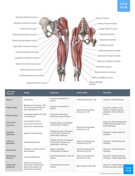 List Of Muscle Names Muscles Of The Trunk Anatomy Diagram Pictures