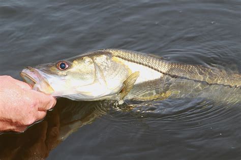 How To Catch Snook At Night Night Shift Snook Fishing Expeditions