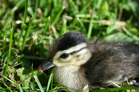 Chicken Scratch Poultry Farm Happenings Raising A Baby Wood Duck