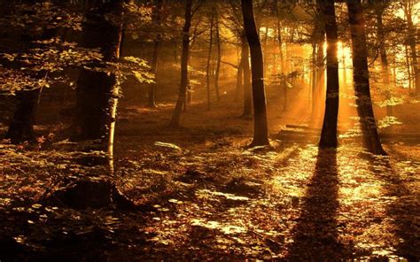 Hd Sun Rays In The Woods Wallpaper Download Free 122465