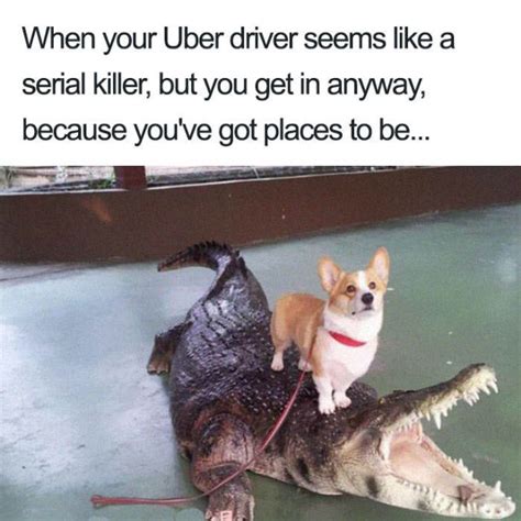 Uber Rides Can Only Be Described With Animal Memes Barnorama