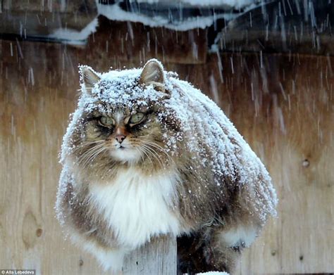 The russian blue is a cat breed that comes in colors varying from a light shimmering silver to a darker, slate grey. Farmer captures amazing photos of Siberian cats | Daily ...