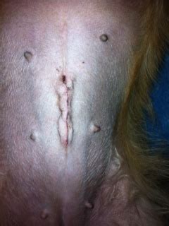 It does look like there is a little bit of redness around some of the edges of the incision. Infection in dog's spay incision? | Ask A Vet