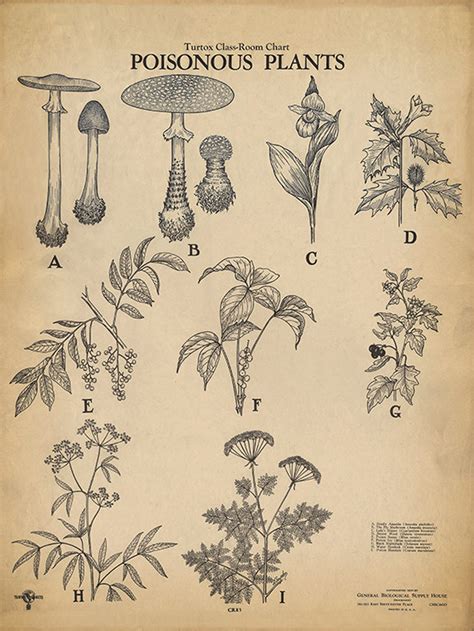 Poisonous Plants Scientific Poster 18x24 Chart Vintage Print Etsy