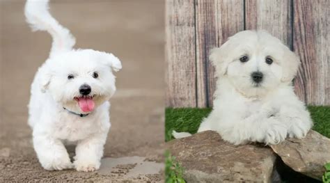 Maltese Vs Maltipoo Whats The Difference Between Them