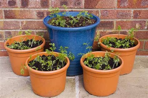 How To Grow Carrots In Containers Gardeners Path In 2020 Container