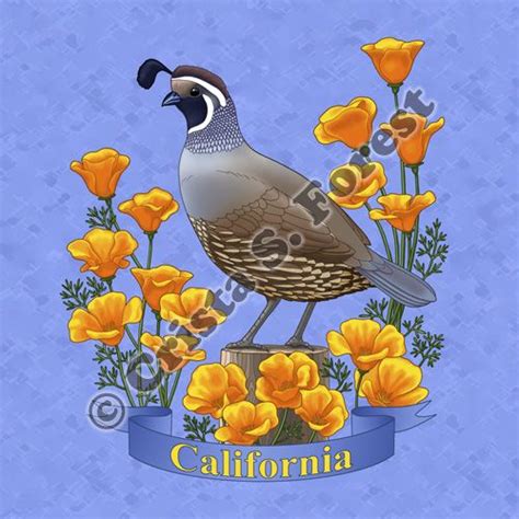 California State Bird And Flower Original Artwork By Crista S Forest