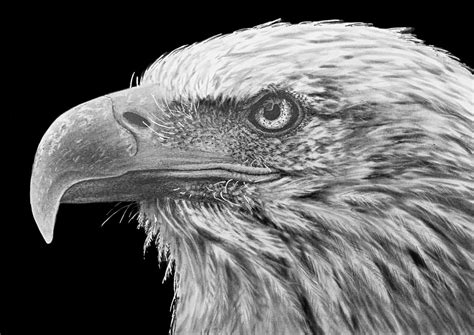 How To Draw A Bald Eagle — Online Art Lessons