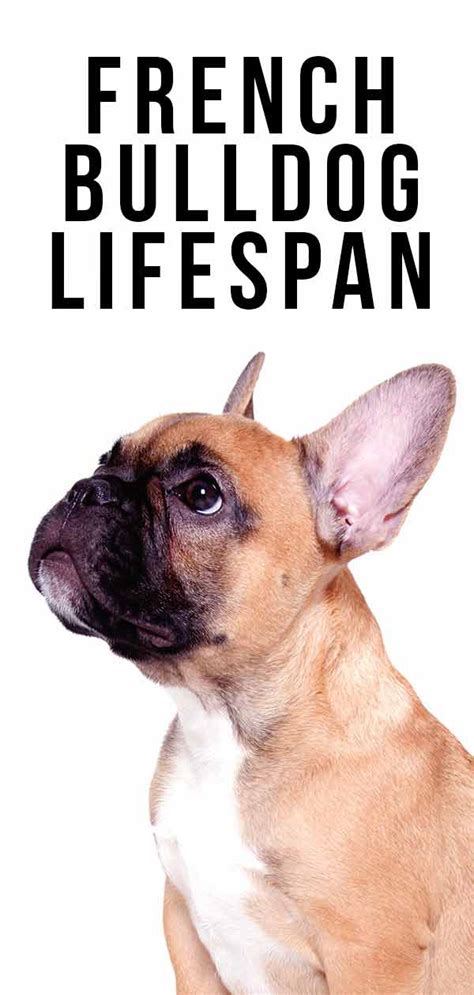 It has long been proven that the smaller the growth of a dog, the later it goes for a rainbow. French Bulldog Lifespan - How Long Do Frenchies Live?