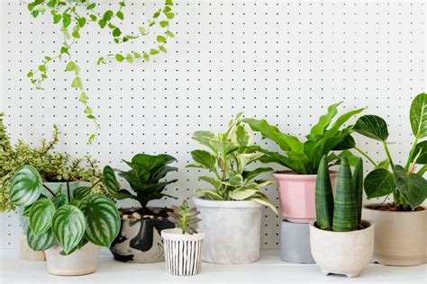 Easiest Indoor Plants To Keep Alive 16 Easiest Houseplants