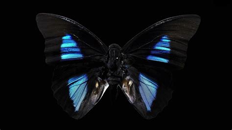 Butterfly Black Backgrounds Wallpaper Cave