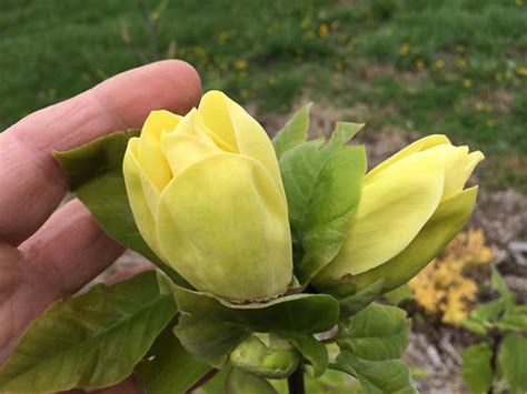 Stylized flowers with branches and foliage curled in vintage pastel colors. What's the best Yellow-flowering Magnolia? | Powell ...
