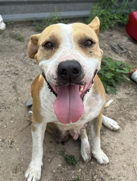 Dog for adoption - Olympia, an American Staffordshire Terrier in Maple