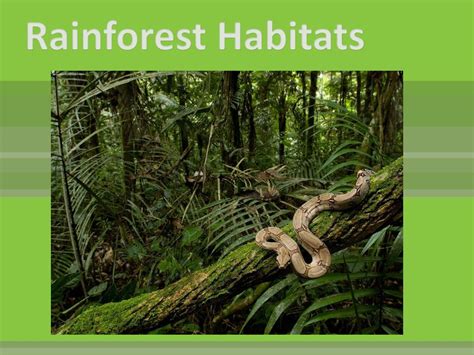 Ppt Rainforest Habitats Powerpoint Presentation Free Download Id