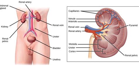 Blood vessel labeling (circulatory system) your heart never stops beating because it is pumping blood around your body day and night. 11.1 Homeostasis and Osmoregulation - Concepts of Biology ...