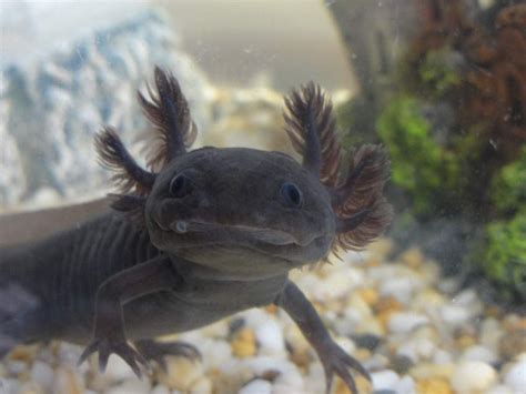 Axolotl Pet Axolotl Tank Lovely Creatures Sea Creatures Tiger