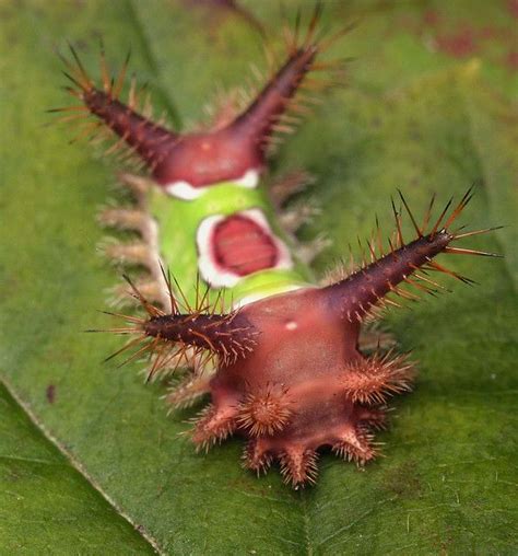 Saddleback Caterpillar Interesting Animals North American Wildlife