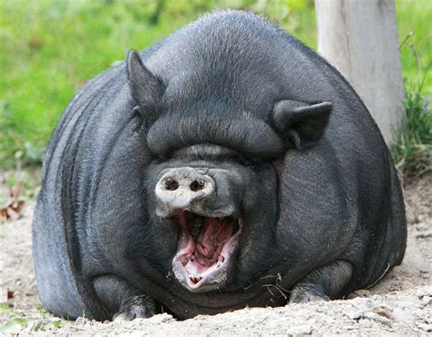 A Vietnamese Pot Bellied Pig Laughing In Lower Saxony Germany Are