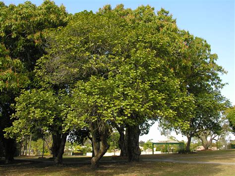 National Trust Jackfruit Trees Artocarpus Heterophyllis