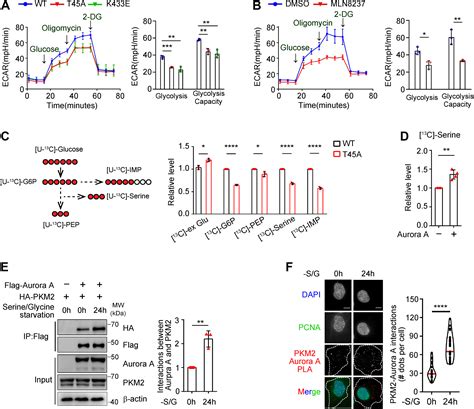 Aurora Amediated Pyruvate Kinase M2 Phosphorylation Promotes