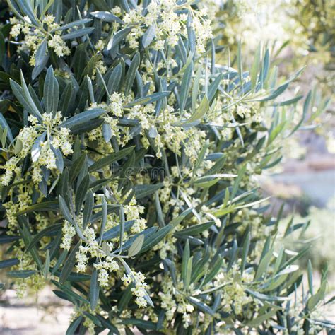 Beautiful Flowing Olive Tree Stock Photo Image Of Focus Space 93529824