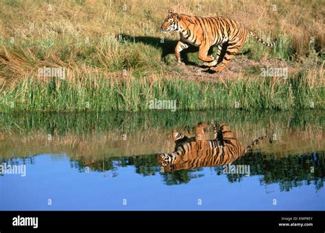 Bengal Tiger Panthera Tigris Tigris Captive India Stock Photo Alamy