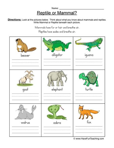 List Of Mammals For Kids Pets Lovers