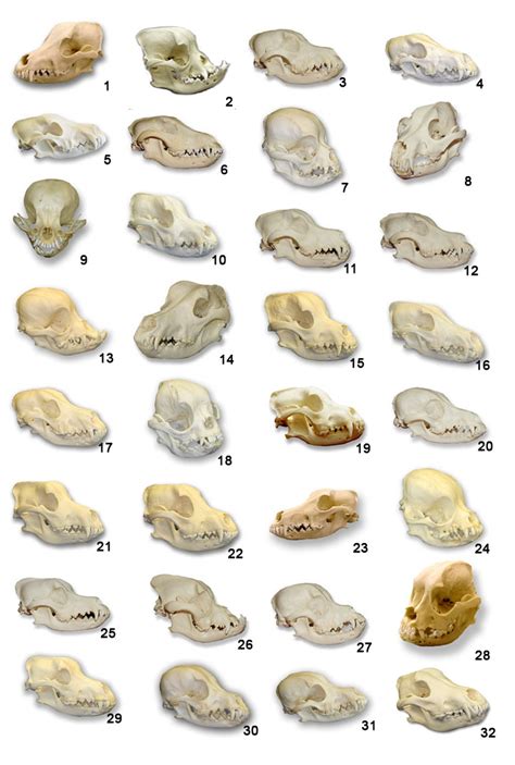 It is the only domesticated species in the family felidae and is often referred to as the domestic cat to distinguish it from the wild members of the family. Dog skull references