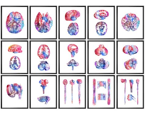 15 Human Brain Anatomy Art Posters Neurology Art Neuroscience Art