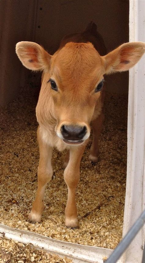 The 462 Best Cute Calves And Cows Images On Pinterest Farm Animals